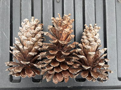 Pinecones